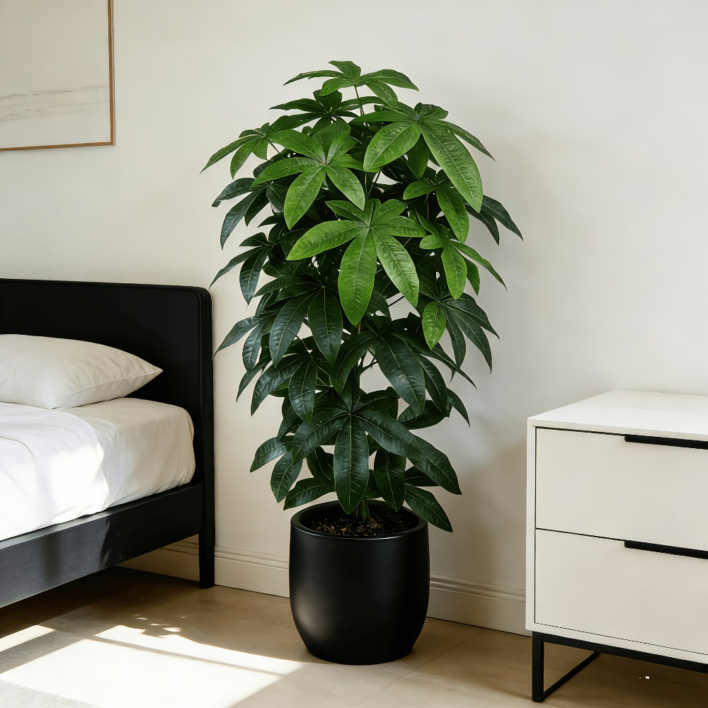 Ficus Lyrata Tree - Bilimsel olarak bilinen para ağacı olan