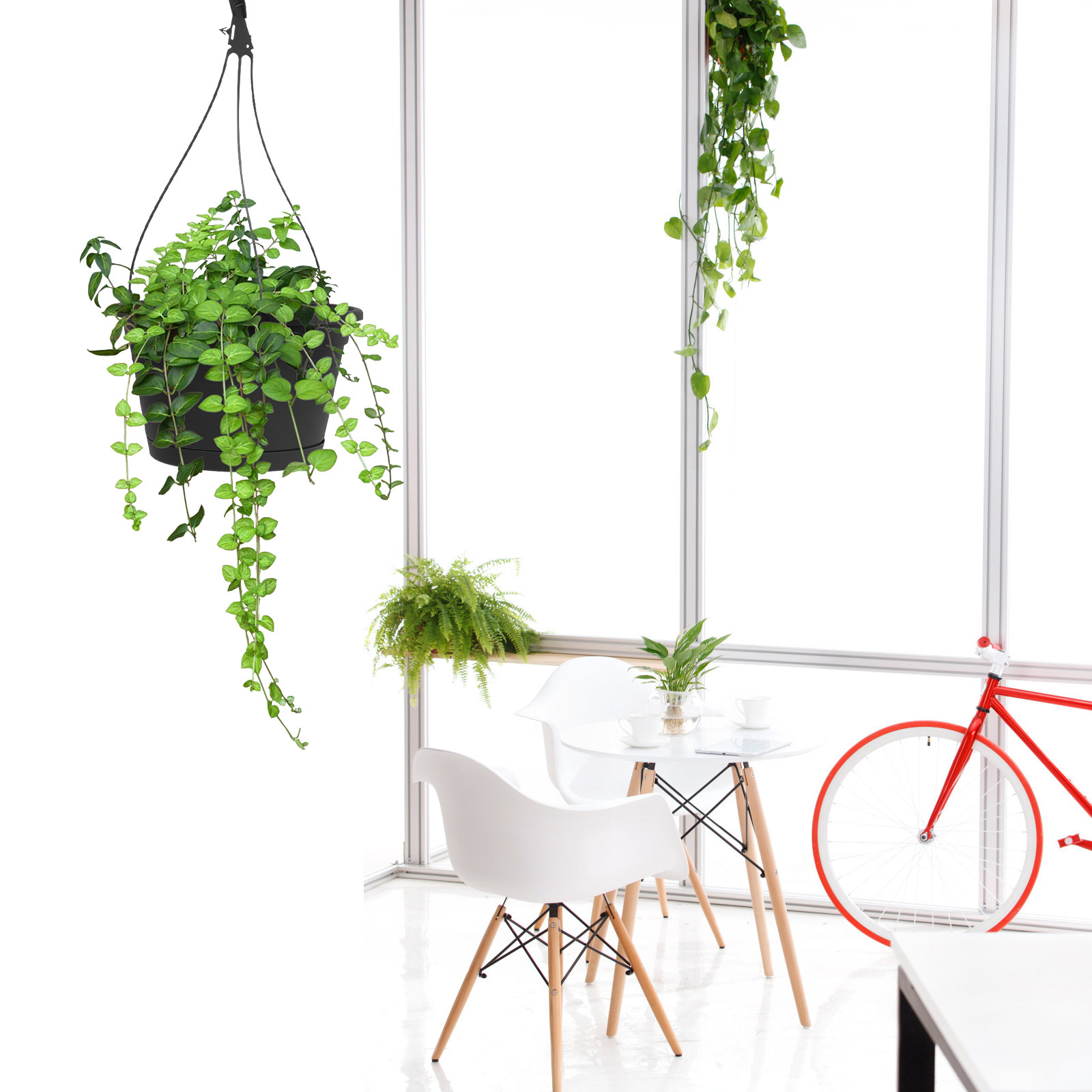 1 Adet Asılabilir Örümcek Bitk - Spider Plant Hanging incelemesi ve fiyatı